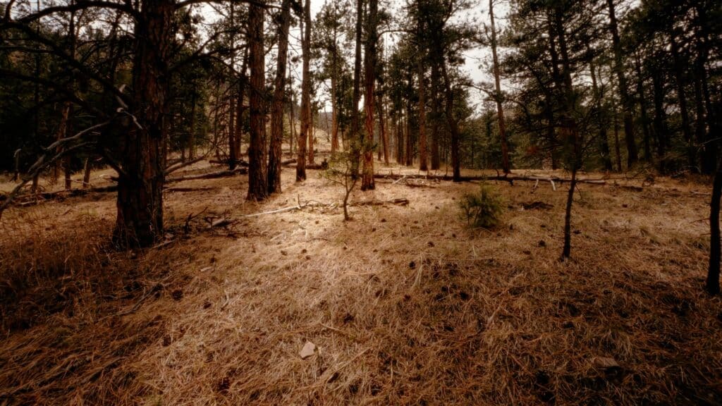A lone tree in the forest made for the Built by Krueger commercial